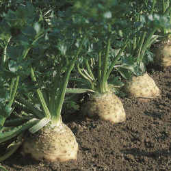 Seler Brilliant  10 000 nasion ST